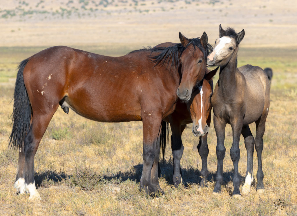 wild horses, wild horse photography, photography of wild horses, fine art photography of wild horses, Onaqui wild horses, equine photography, wild mustangs, wild horses, wild stallions, utah wild horses