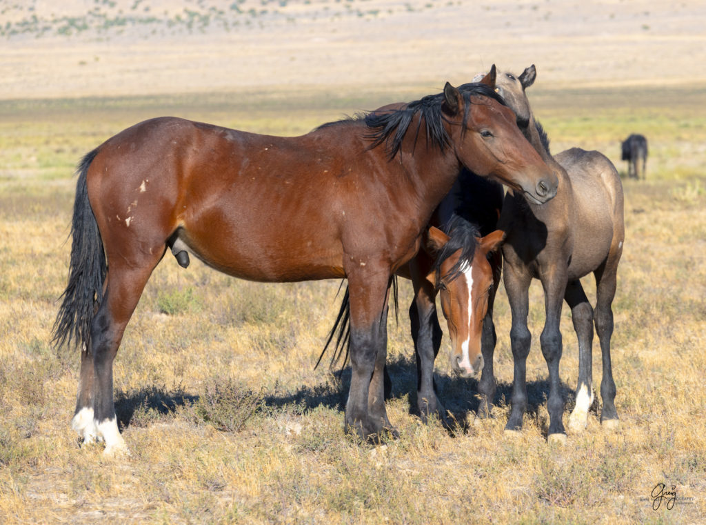 wild horses, wild horse photography, photography of wild horses, fine art photography of wild horses, Onaqui wild horses, equine photography, wild mustangs, wild horses, wild stallions, utah wild horses