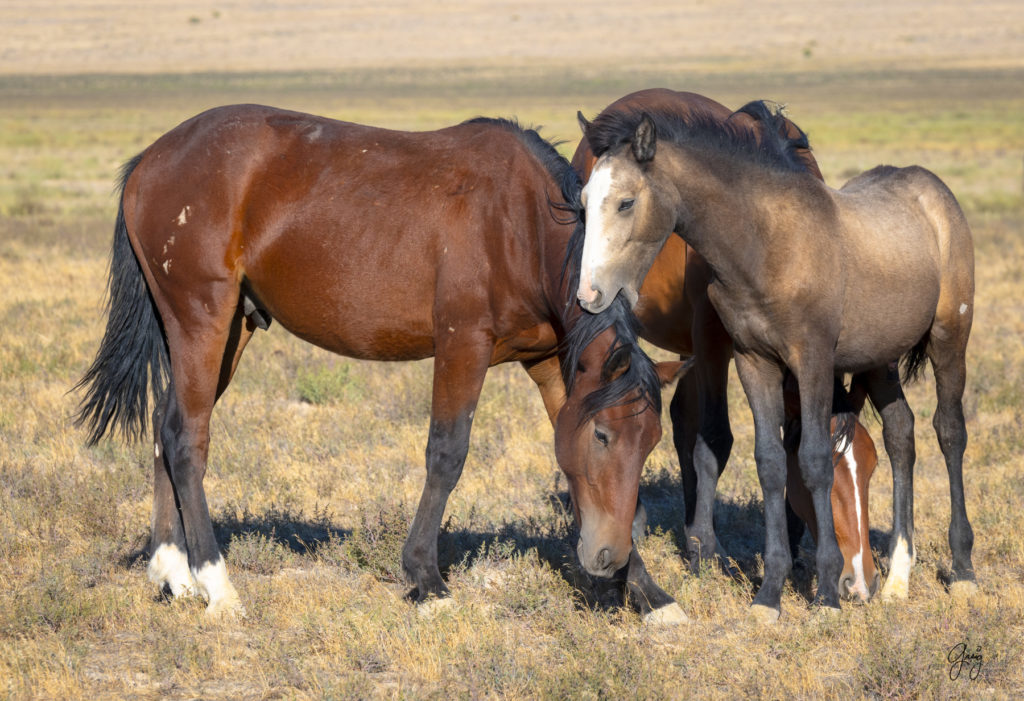 wild horses, wild horse photography, photography of wild horses, fine art photography of wild horses, Onaqui wild horses, equine photography, wild mustangs, wild horses, wild stallions, utah wild horses