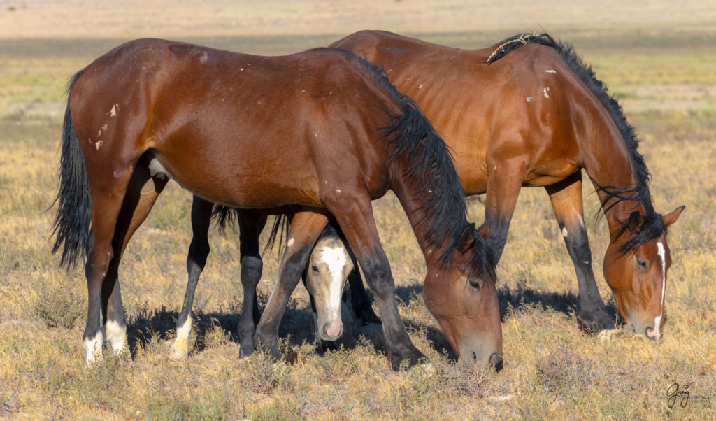 wild horses, wild horse photography, photography of wild horses, fine art photography of wild horses, Onaqui wild horses, equine photography, wild mustangs, wild horses, wild stallions, utah wild horses