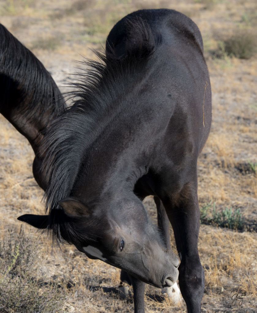 wild horses, wild horse photography, photography of wild horses, fine art photography of wild horses, Onaqui wild horses, equine photography, wild mustangs, wild horses, wild stallions, utah wild horses