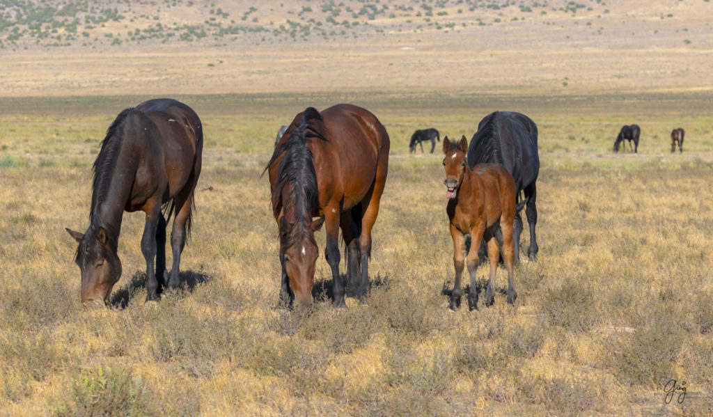 wild horses, wild horse photography, photography of wild horses, fine art photography of wild horses, Onaqui wild horses, equine photography, wild mustangs, wild horses, wild stallions, utah wild horses