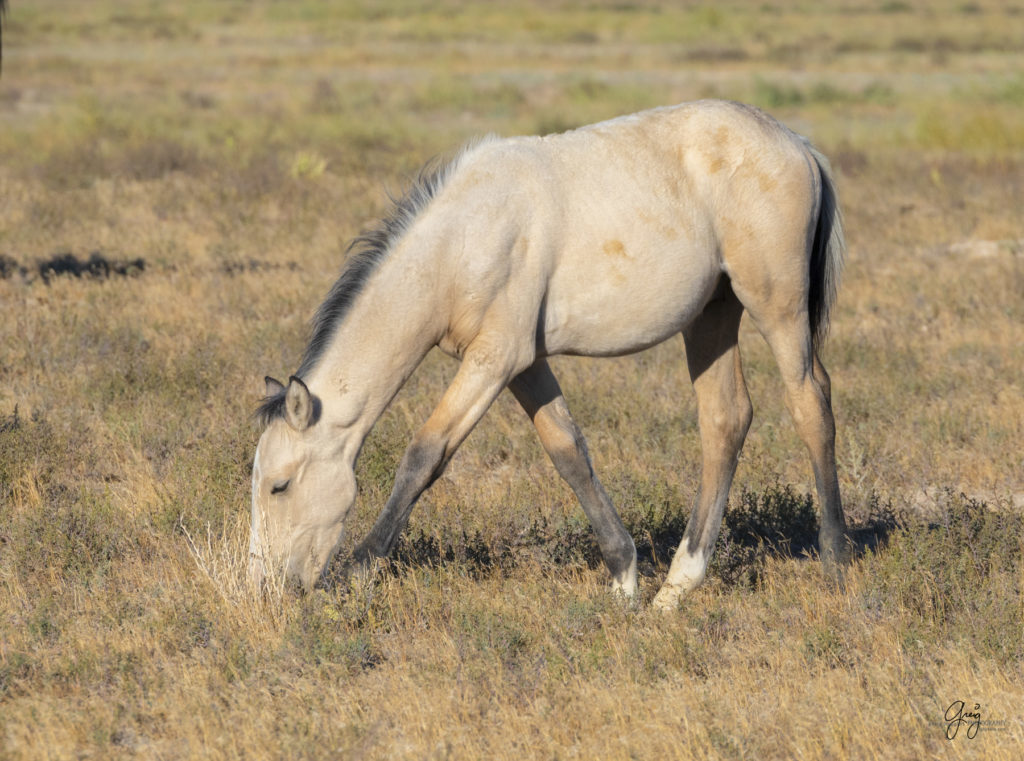 wild horses, wild horse photography, photography of wild horses, fine art photography of wild horses, Onaqui wild horses, equine photography, wild mustangs, wild horses, wild stallions, utah wild horses