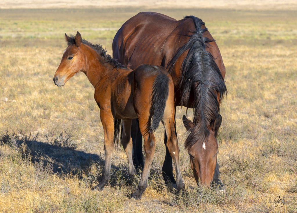 wild horses, wild horse photography, photography of wild horses, fine art photography of wild horses, Onaqui wild horses, equine photography, wild mustangs, wild horses, wild stallions, utah wild horses