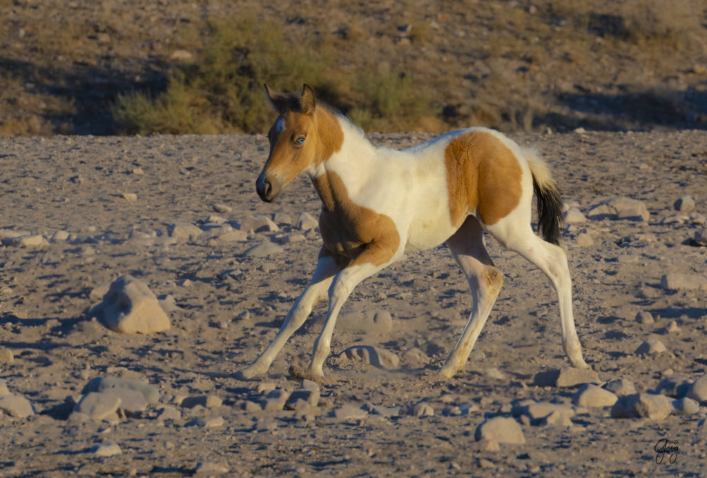 wild horses, wild horse photography, photography of wild horses, fine art photography of wild horses, Onaqui wild horses, equine photography, wild mustangs, wild horses, wild stallions, utah wild horses