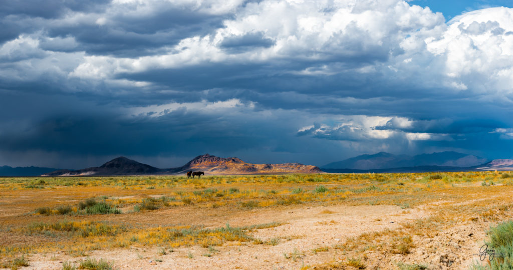 wild horse photography, wild horses, onaqui wild horses,