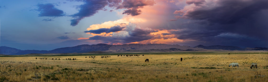 wild horse photography, wild horses, onaqui wild horses,