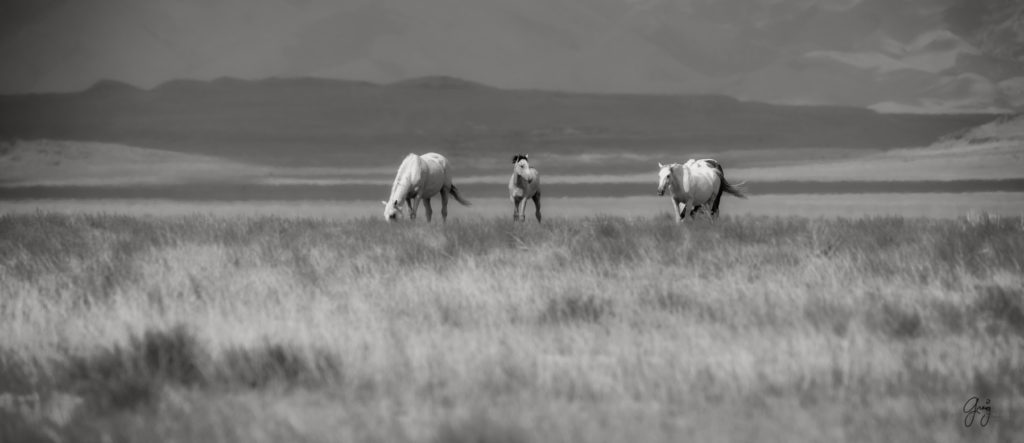 wild horse photography, wild horses, onaqui wild horses,