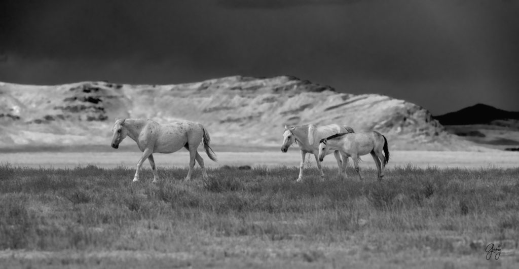 wild horse photography, wild horses, onaqui wild horses,