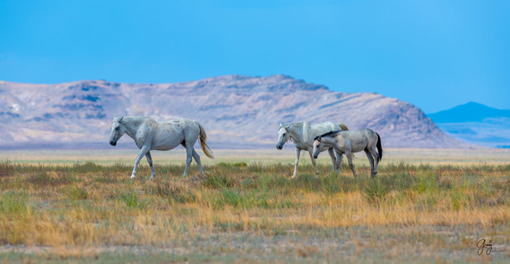 wild horse photography, wild horses, onaqui wild horses,