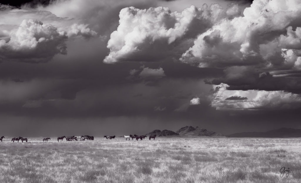 wild horse photography, wild horses, onaqui wild horses,