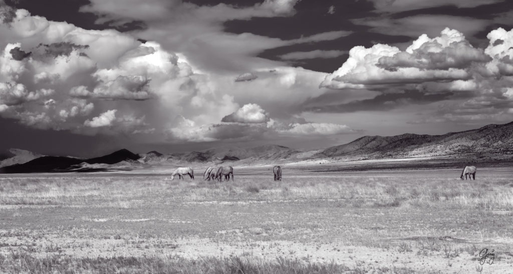 wild horse photography, wild horses, onaqui wild horses,