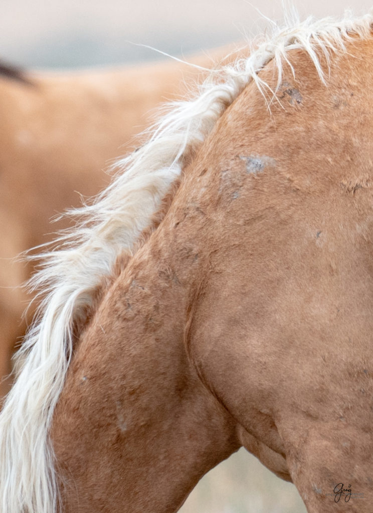 wild horse photography, wild horses, onaqui wild horses,