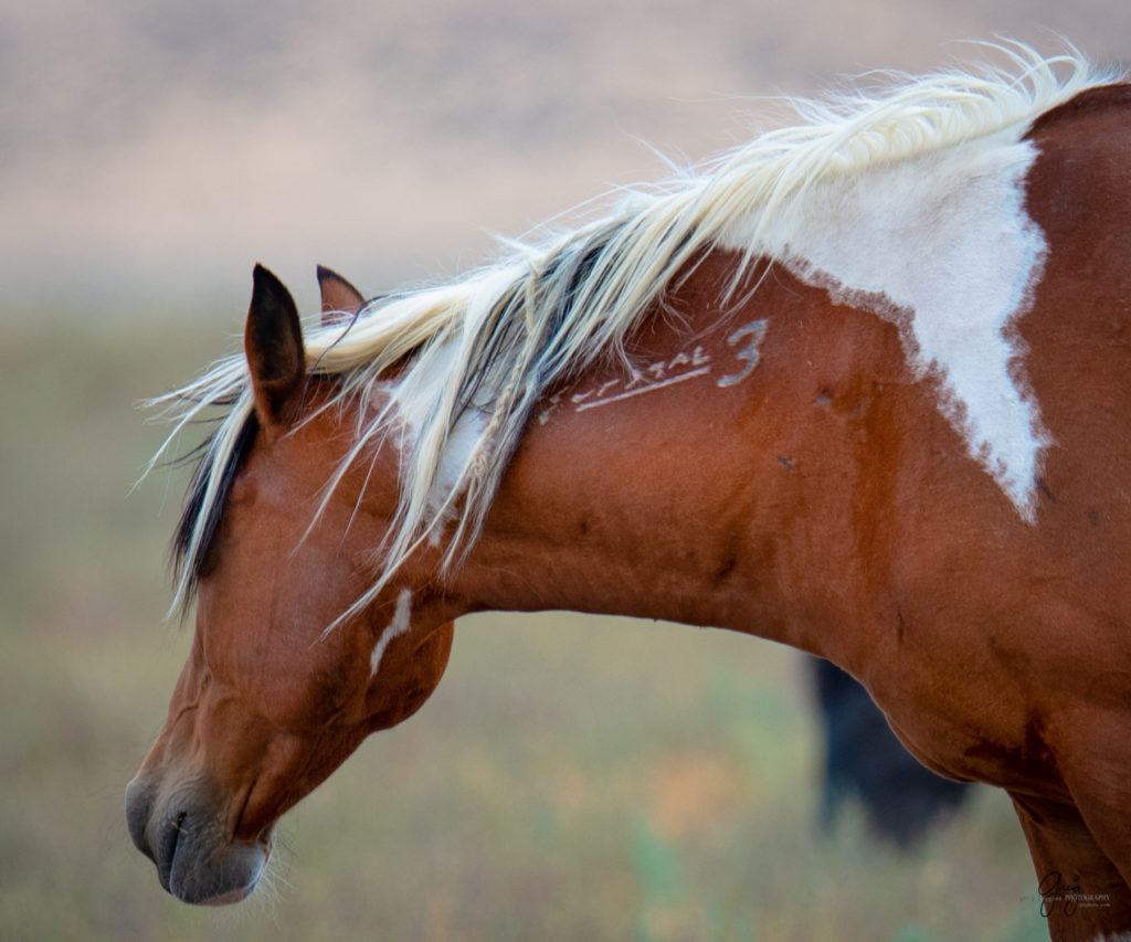 wild horse photography, wild horses, onaqui wild horses,