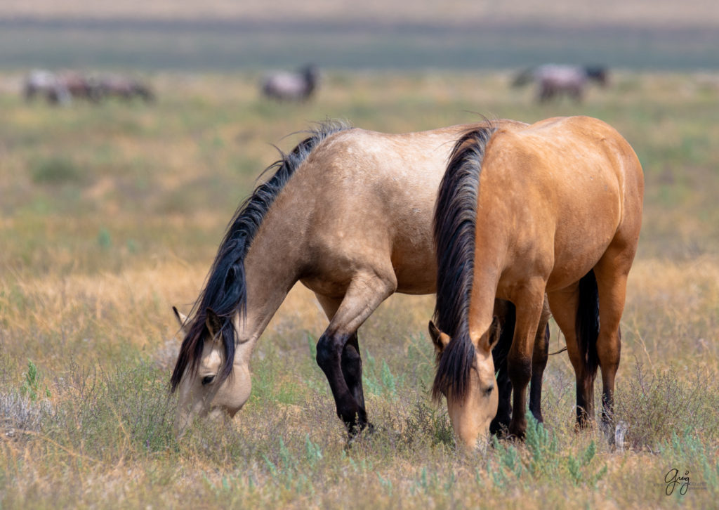 wild horse photography, wild horses, onaqui wild horses,