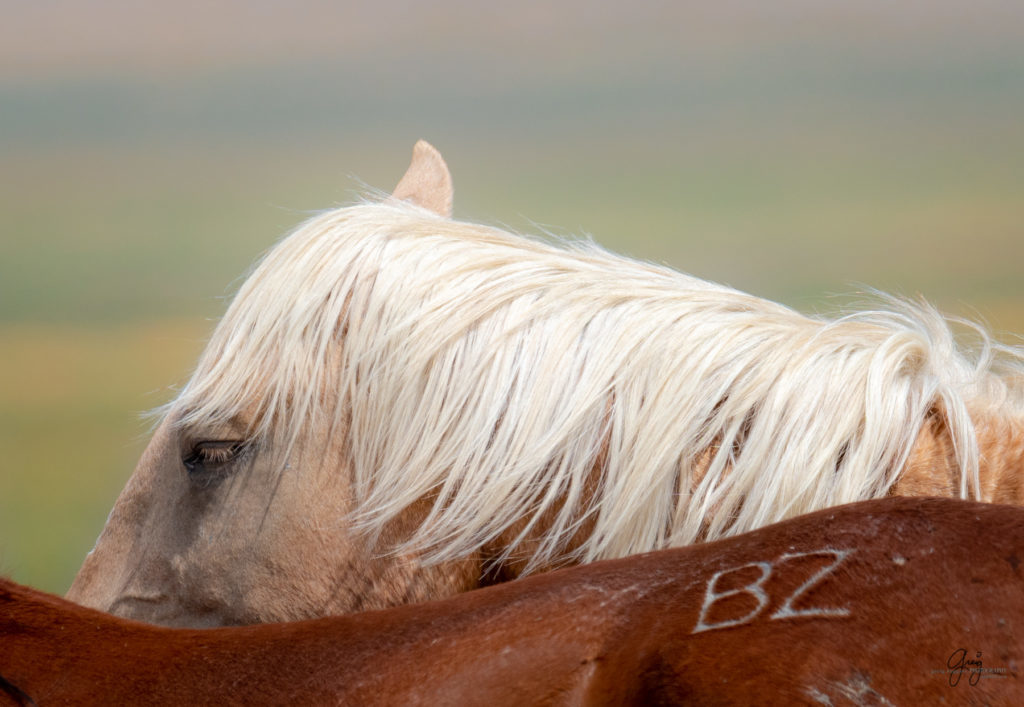 wild horse photography, wild horses, onaqui wild horses,