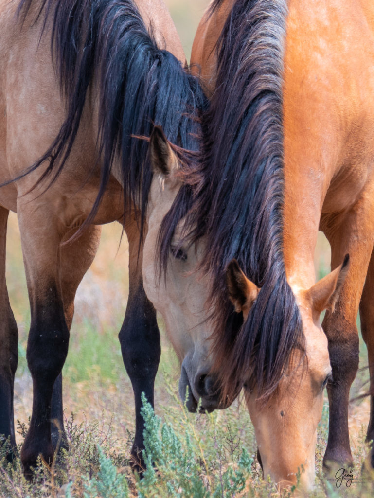 wild horse photography, wild horses, onaqui wild horses,