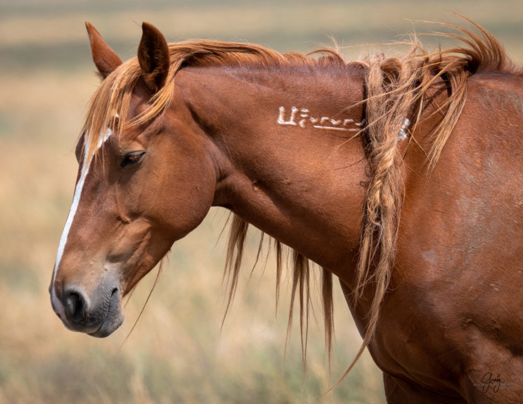 wild horse photography, wild horses, onaqui wild horses,