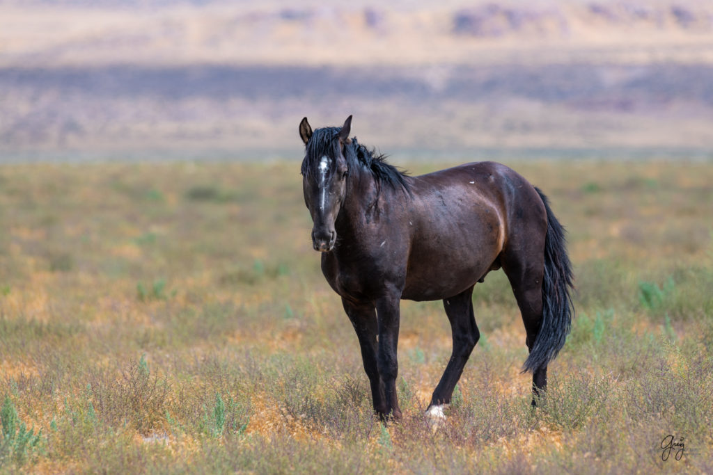 wild horse photography, wild horses, onaqui wild horses,