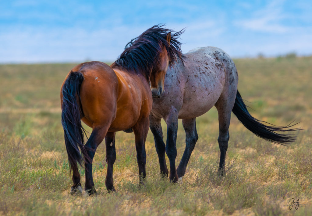 wild horse photography, wild horses, onaqui wild horses,