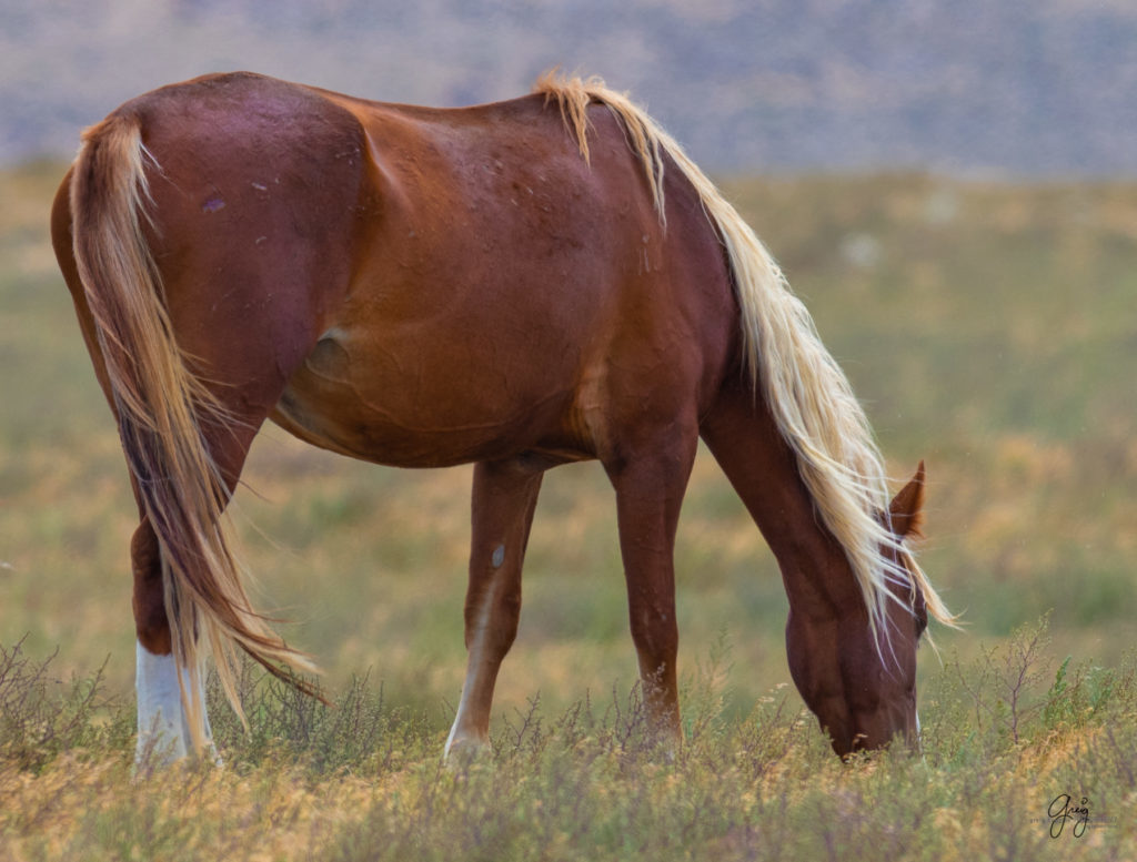 wild horse photography, wild horses, onaqui wild horses,