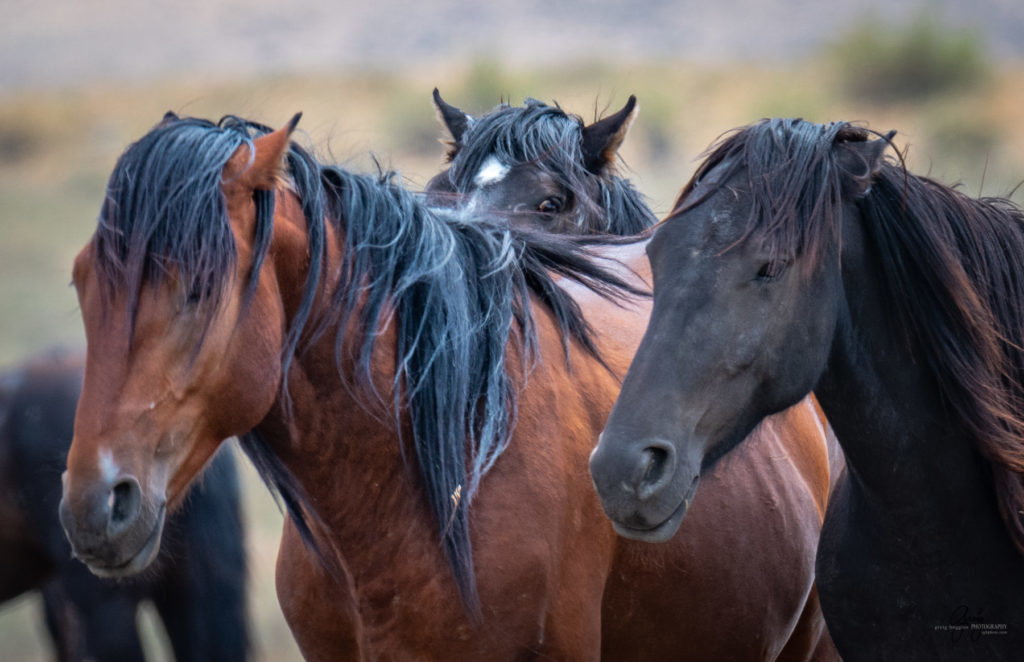 wild horse photography, wild horses, onaqui wild horses,