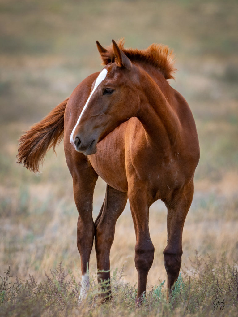 wild horse photography, wild horses, onaqui wild horses,