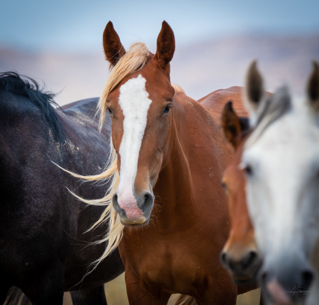 wild horse photography, wild horses, onaqui wild horses,