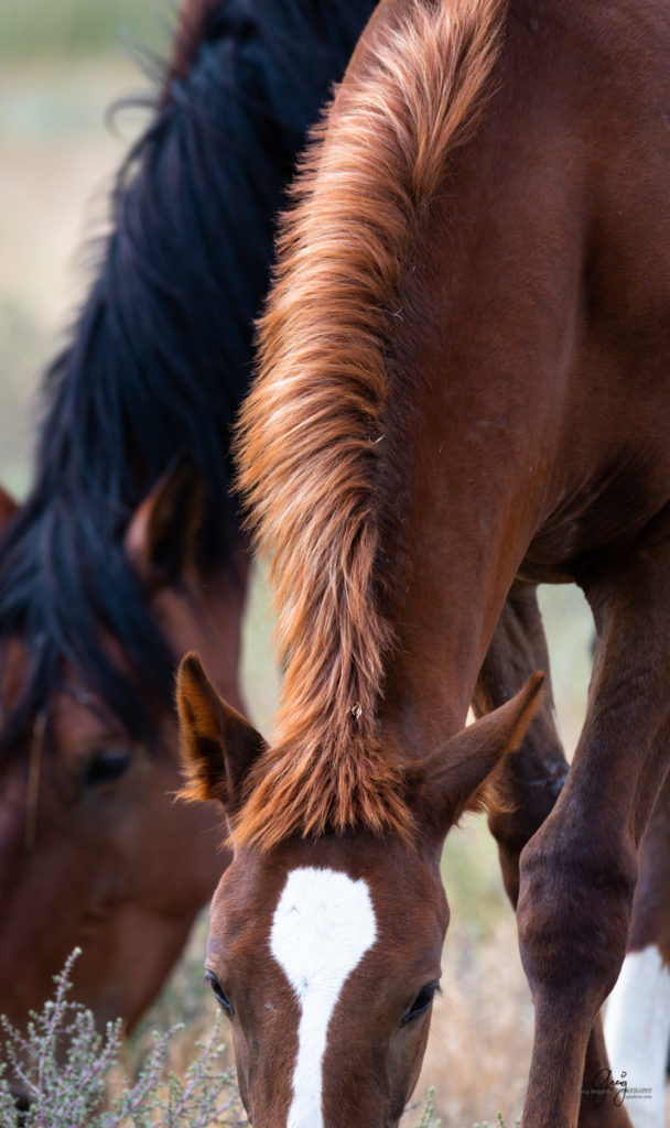 wild horse photography, wild horses, onaqui wild horses,