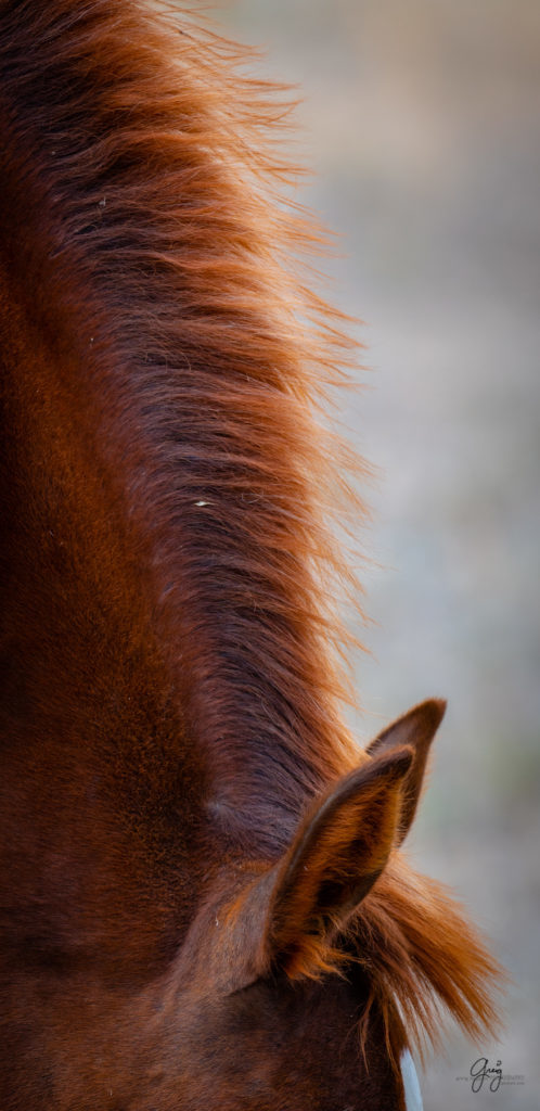 wild horse photography, wild horses, onaqui wild horses,