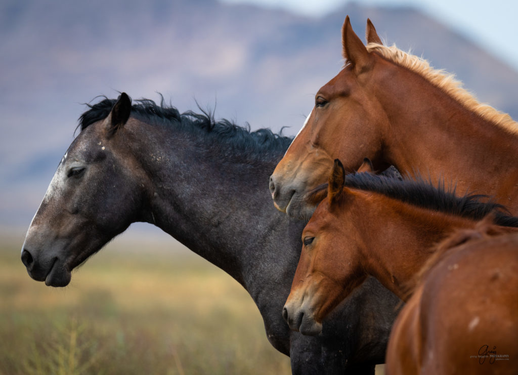 wild horse photography, wild horses, onaqui wild horses,