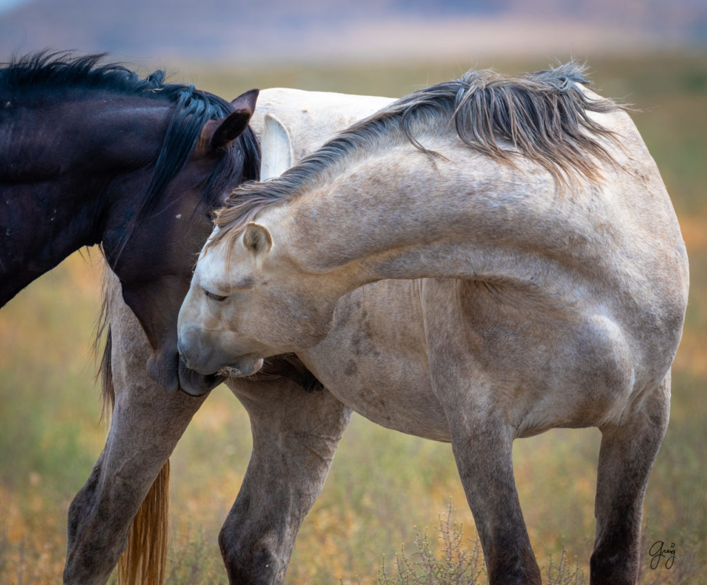 wild horse photography, wild horses, onaqui wild horses,