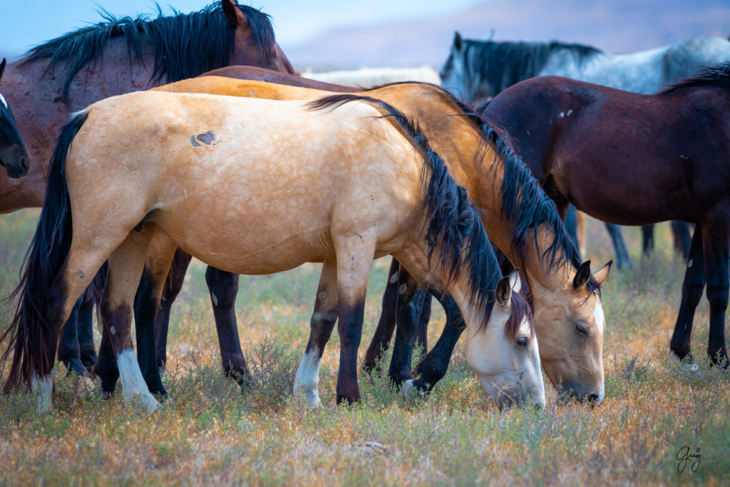 wild horse photography, wild horses, onaqui wild horses,