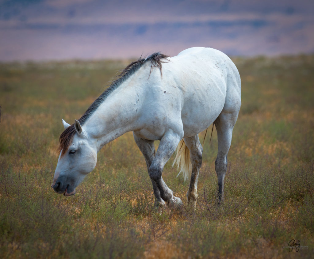 wild horse photography, wild horses, onaqui wild horses,