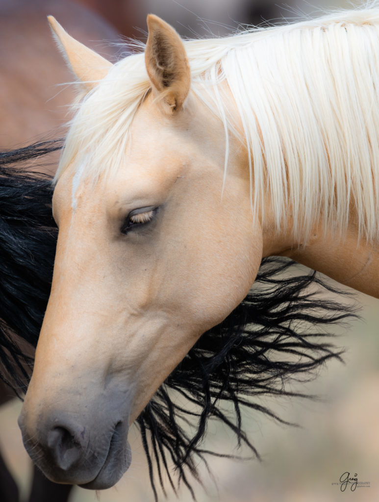 wild horse photography, wild horses, onaqui wild horses,