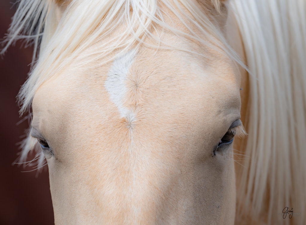 wild horse photography, wild horses, onaqui wild horses,