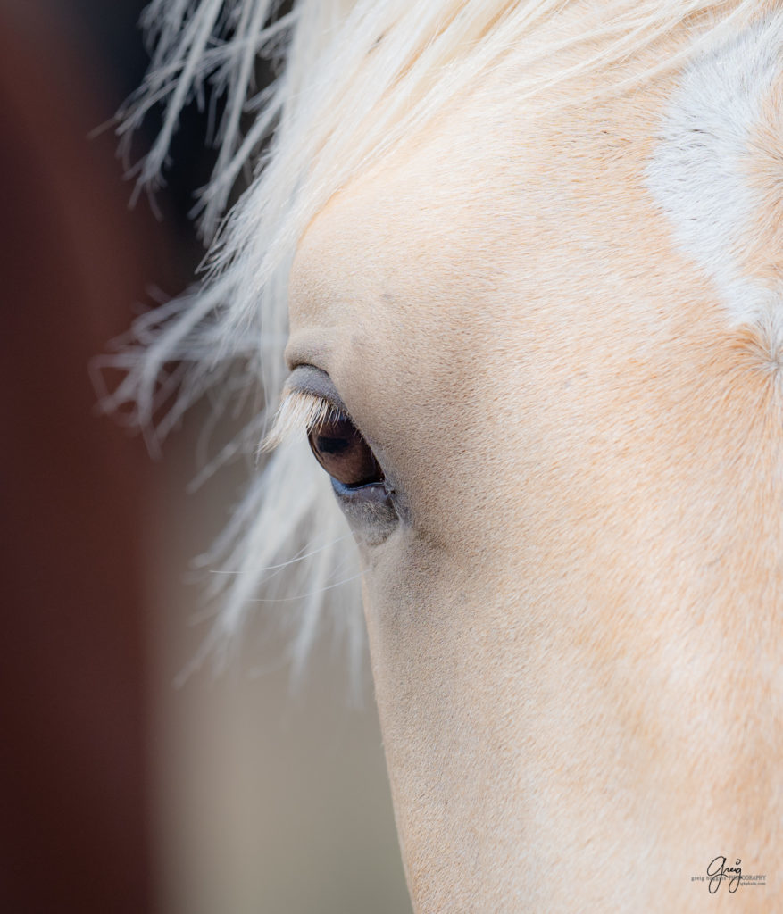 wild horse photography, wild horses, onaqui wild horses,