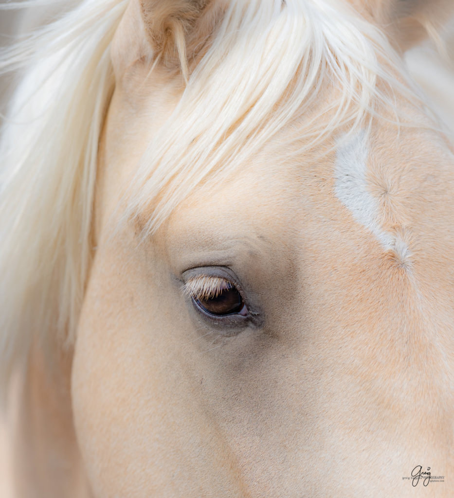 wild horse photography, wild horses, onaqui wild horses,