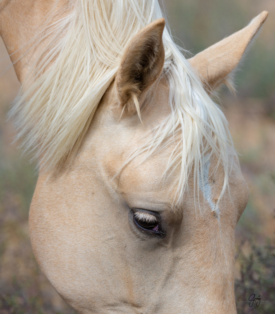 wild horse photography, wild horses, onaqui wild horses,