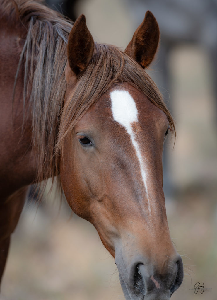 wild horse photography, wild horses, onaqui wild horses,