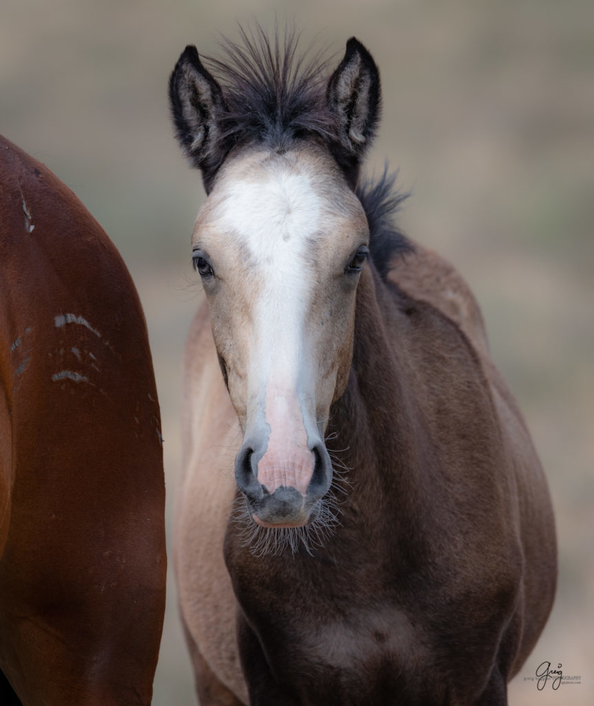 wild horse photography, wild horses, onaqui wild horses,