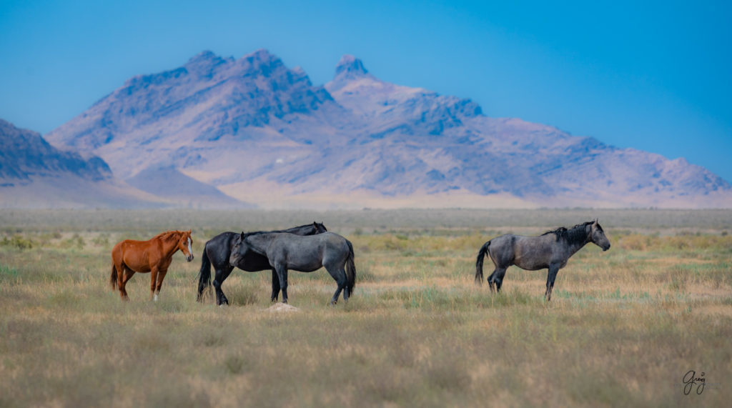 wild horse photography, wild horses, onaqui wild horses,