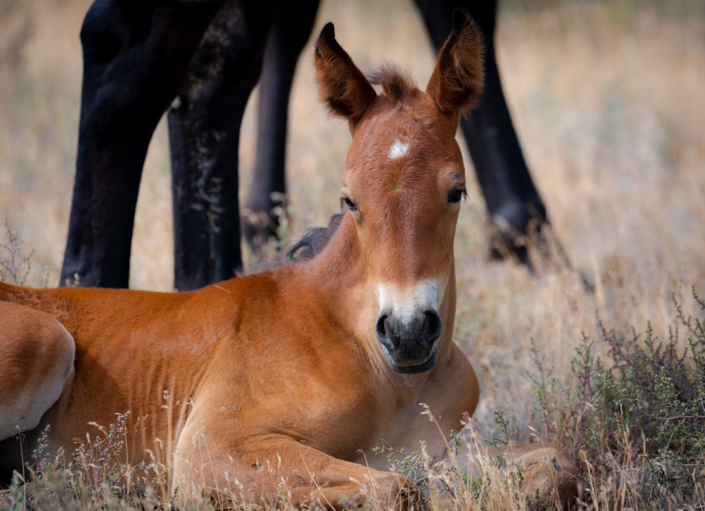 wild horse photography, wild horses, onaqui wild horses,