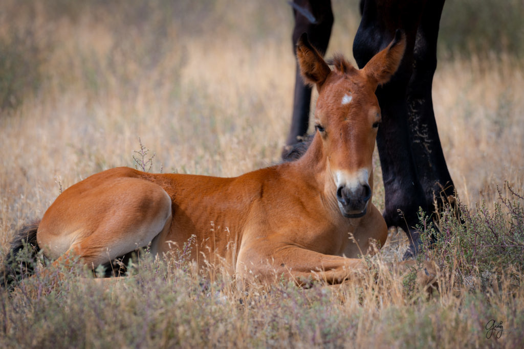 wild horse photography, wild horses, onaqui wild horses,