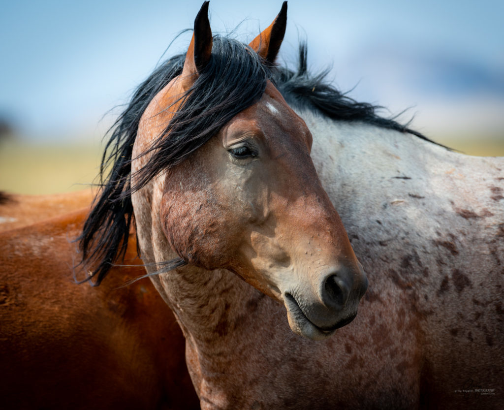 wild horse photography, wild horses, onaqui wild horses,