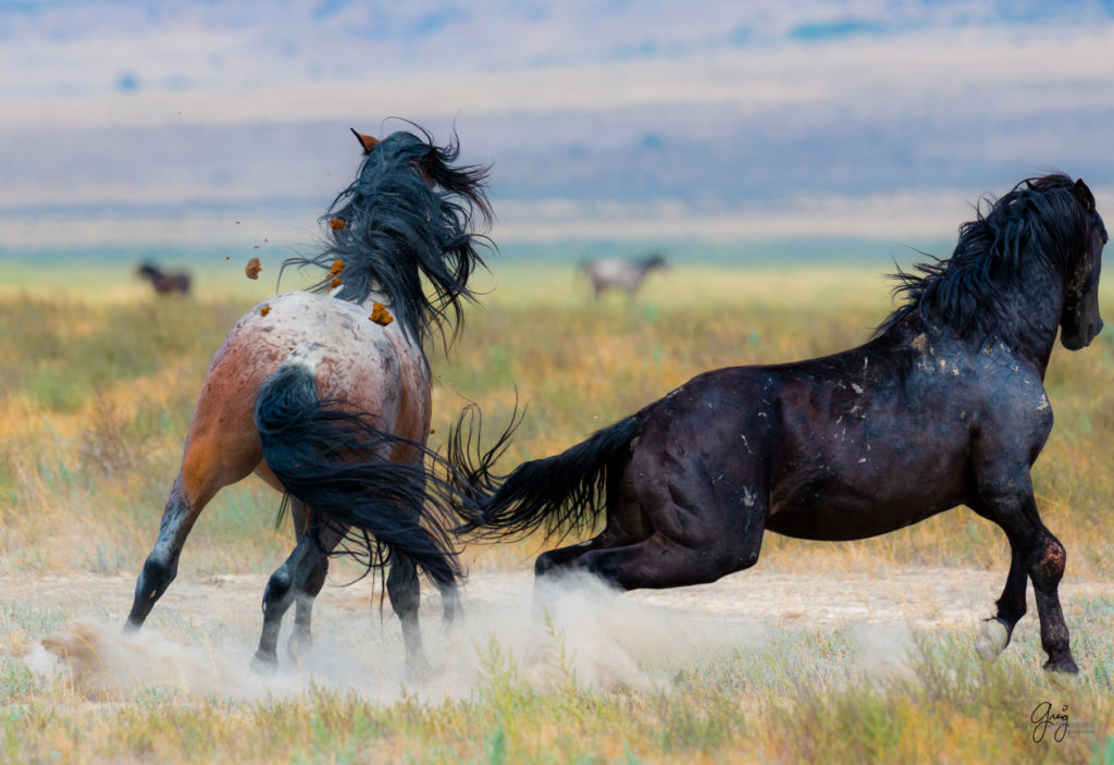 wild horse photography, wild horses, onaqui wild horses,