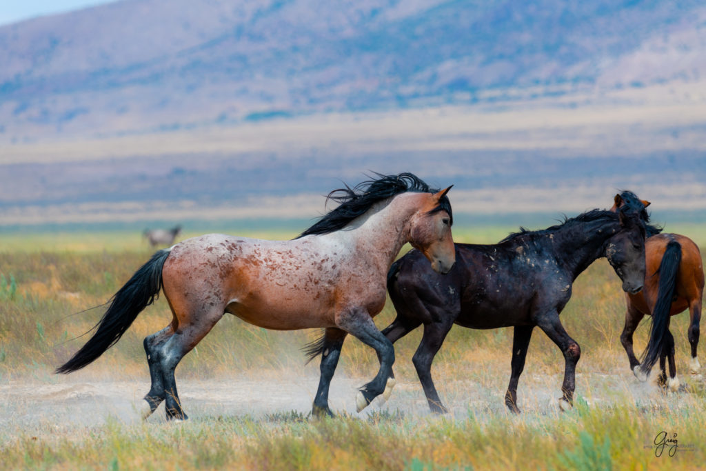 wild horse photography, wild horses, onaqui wild horses,