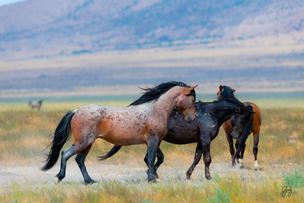 wild horse photography, wild horses, onaqui wild horses,