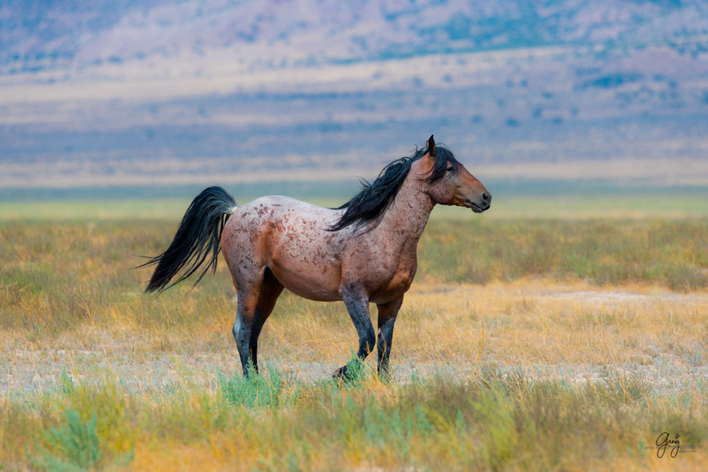 wild horse photography, wild horses, onaqui wild horses,