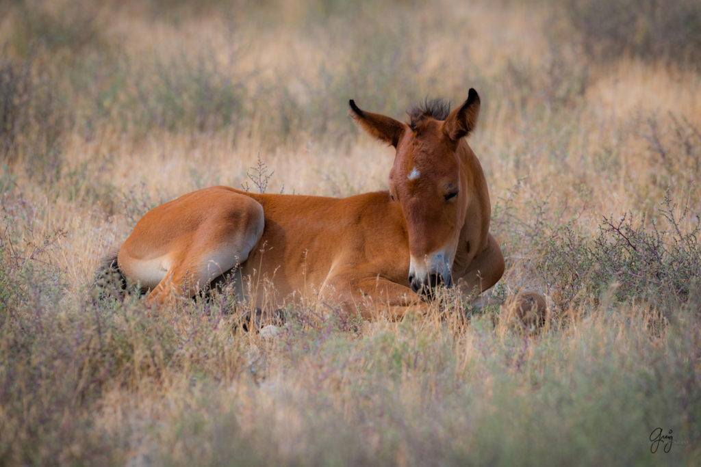 wild horse photography, wild horses, onaqui wild horses,